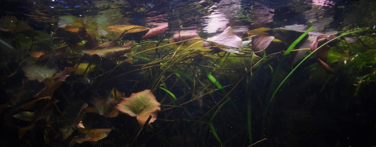 Natural biotope aquarium with floating lily leaves, submerged aquatic plants, driftwood, and a blackwater ecosystem replicating a tropical freshwater habitat for fish and aquatic life.
