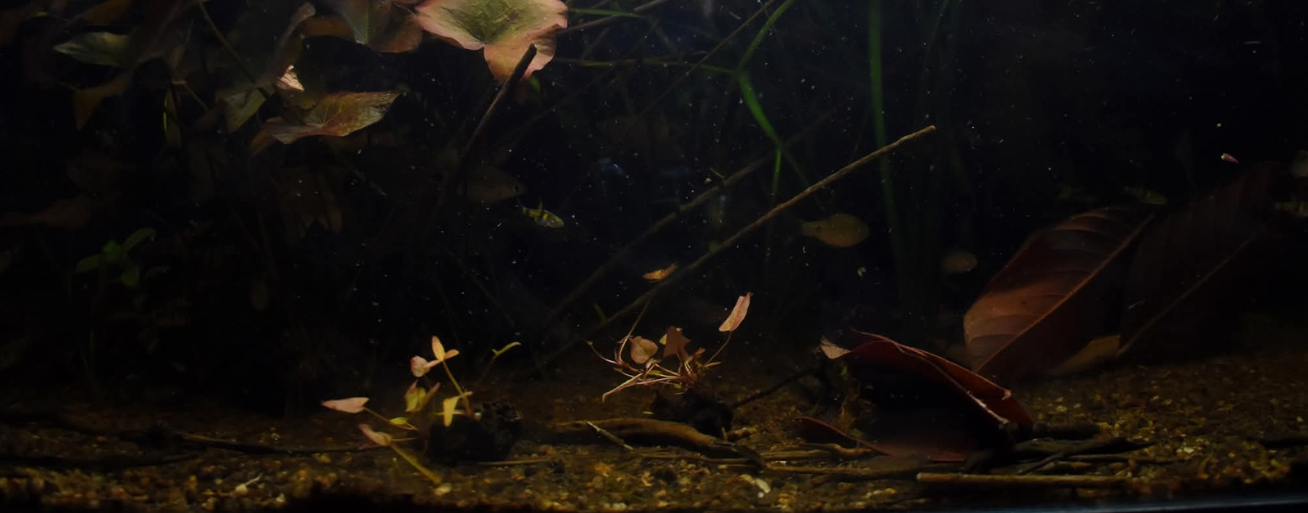 Natural biotope aquarium with floating lily leaves, submerged aquatic plants, driftwood, and a blackwater ecosystem replicating a tropical freshwater habitat for fish and aquatic life.