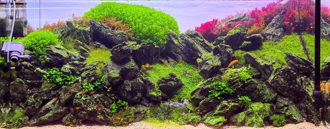 Brazilian style aquascape featuring Seiryu rock hardscape, lush green carpeting plants, vibrant red stem plants, layered aquatic vegetation, and colorful freshwater fish in a high-tech planted aquarium.
