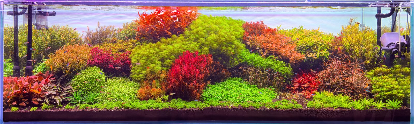Dutch style planted aquarium with vibrant red and green aquatic plants, layered stem plants, lush foreground carpet, and colorful freshwater aquascape design.