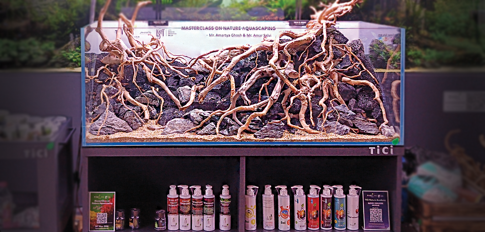Completed freshwater hardscape featuring spider wood, lava rocks, and seriyu rocks composition, created during the Nature Aquascaping MasterClass at TiCi NatureLab