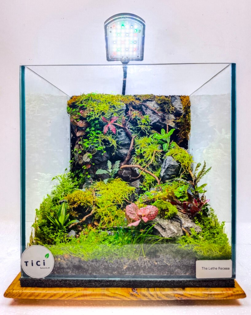 Miniature Ecosystems in a glass box