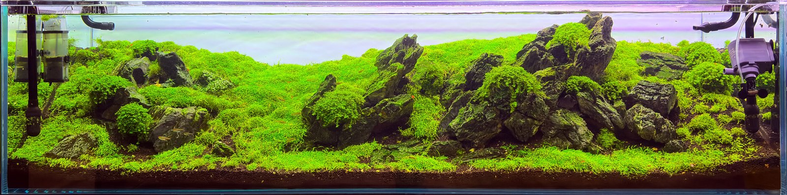 Iwagumi aquascape with Seiryu stone hardscape, lush green carpet plants, moss-covered rocks, and a minimalist freshwater planted aquarium landscape.