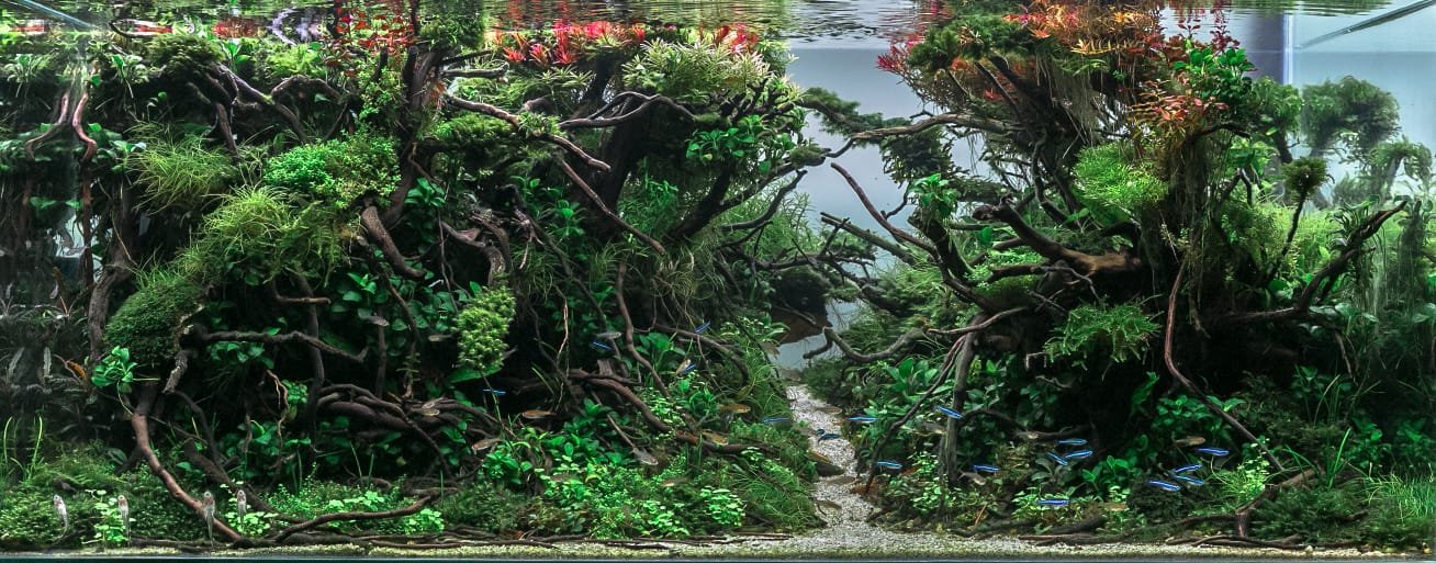 Jungle style aquascape with driftwood forest, epiphytic aquatic plants, lush moss, natural root structures, and a freshwater planted aquarium landscape.