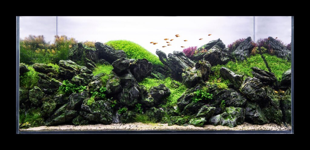Aquascaping Styles for Freshwater Tanks: Origins, Influences and Design Principles