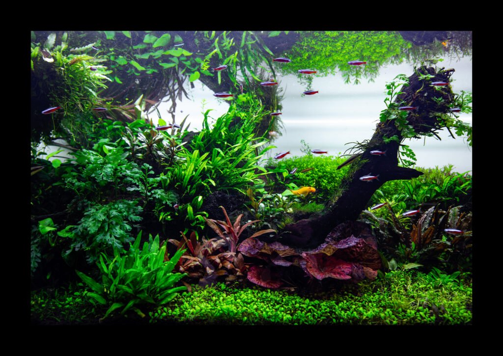 Miniature Ecosystems