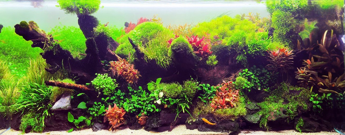 Nature style freshwater aquascape with driftwood hardscape, lush green aquatic plants, vibrant red stem plants, moss-covered wood, foreground carpeting plants, and white sand substrate in a planted aquarium.