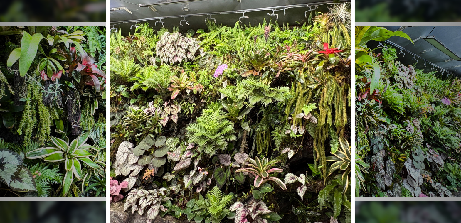 Indoor rainforest at TiCi NatureLab featuring tropical ferns, bromeliads, begonias, orchids, epiphytic plants, and cascading foliage arranged in a lush vertical garden ecosystem for biophilic interior design.