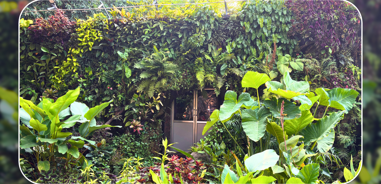 Outdoor green wall installation at TiCi NatureLab featuring dense tropical foliage, ferns, elephant ear plants, climbing vines, and ornamental greenery in a sustainable vertical garden system.