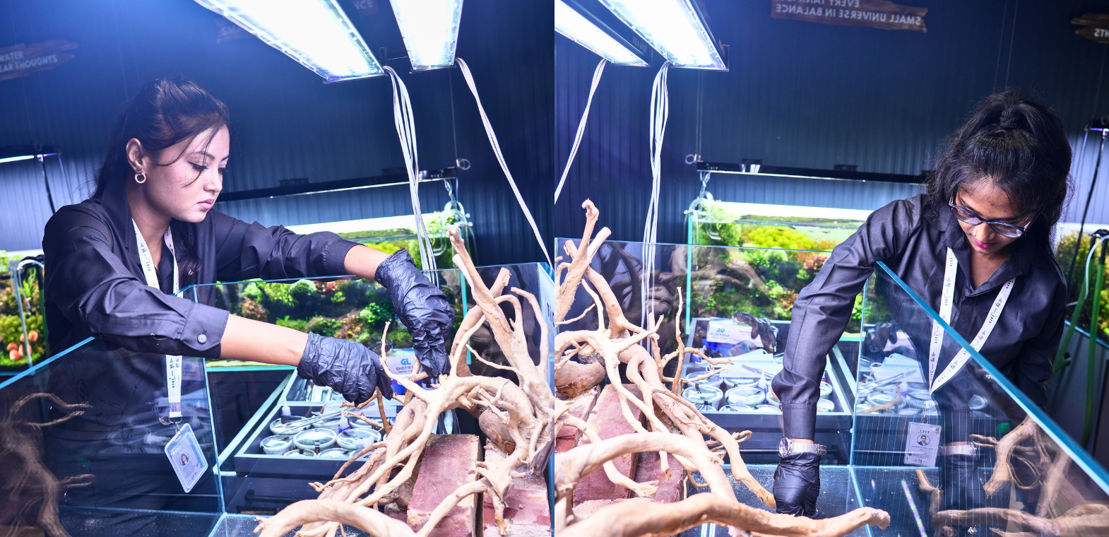 TiCi maintenance team carefully arrange spider wood hardscape inside an aquarium during the Nature Aquascaping MasterClass at TiCi NatureLab, gaining hands-on experience in freshwater aquascape design and nature-inspired aquarium composition.