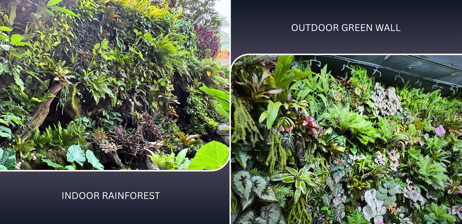 Comparison of an indoor rainforest and outdoor green wall featuring lush tropical plants, ferns, bromeliads, begonias, and vertical garden systems designed for sustainable landscaping and biophilic architecture.