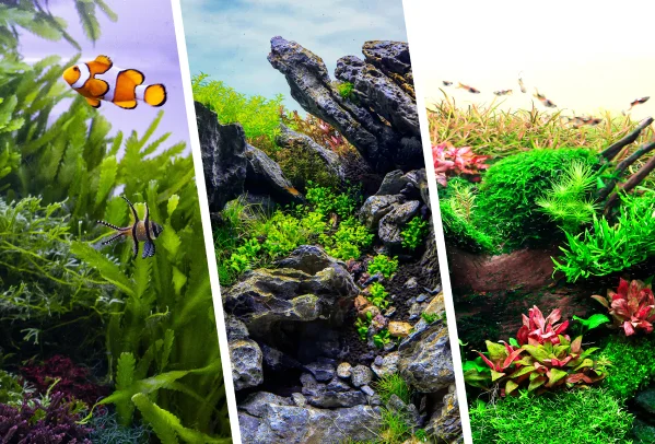 Aquatic & Biophilic Commercial Solutions