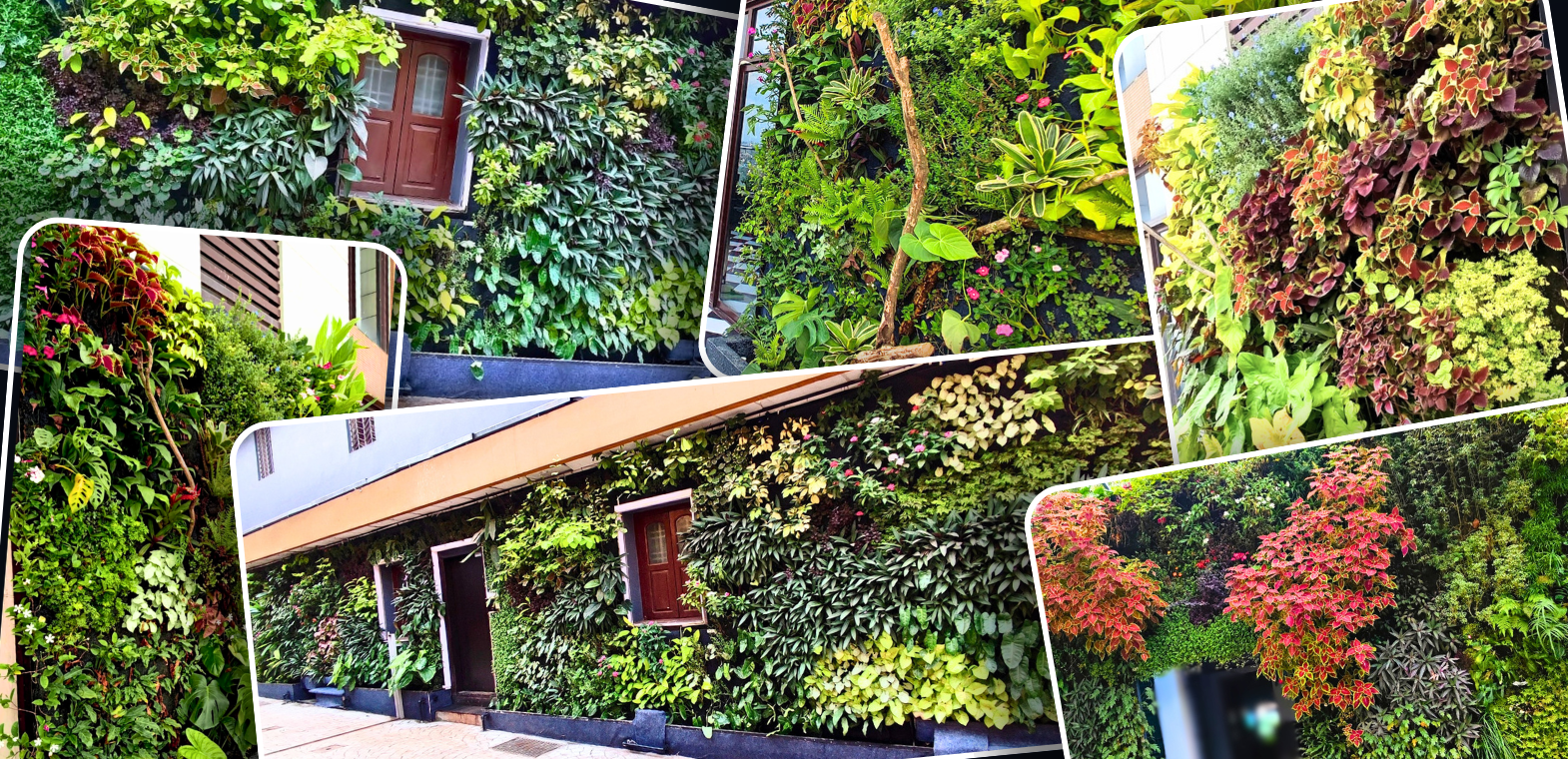 TiCi NatureLab outdoor vertical garden project featuring lush living walls with tropical plants, ornamental foliage, coleus, climbers, and sustainable green wall systems integrated into building architecture.