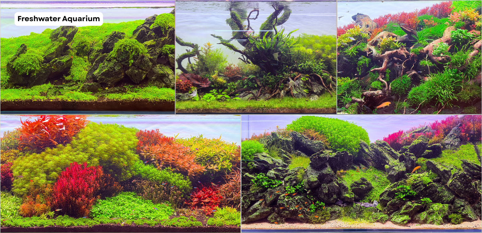 TiCi NatureLab freshwater planted aquariums featuring custom aquascapes with aquatic plants, natural hardscape, driftwood, rocks, lush carpeting plants, and nature-inspired aquarium layouts.