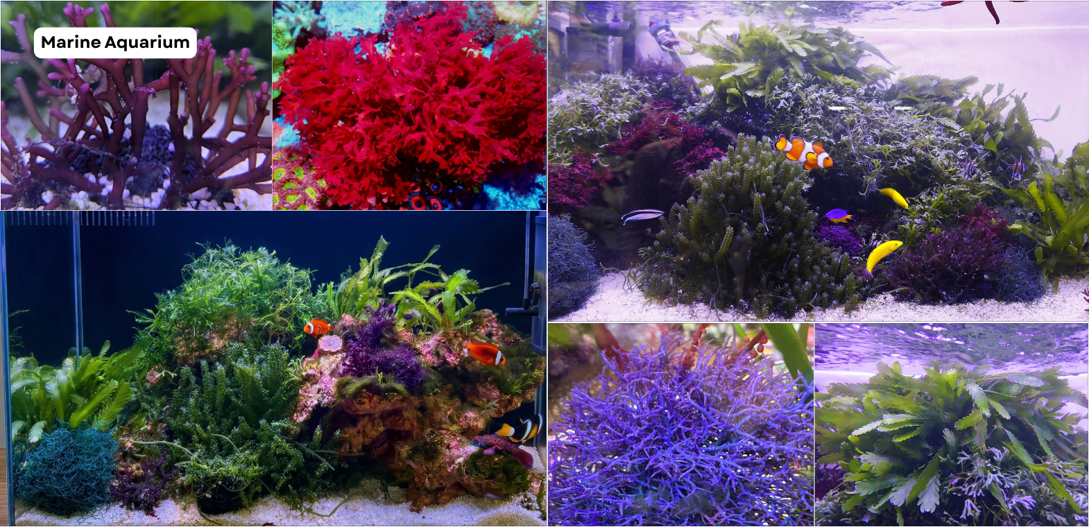 TiCi NatureLab custom marine planted aquariums featuring macroalgae, marine fish, porous rock hardscapes, and professionally designed natural saltwater ecosystems.