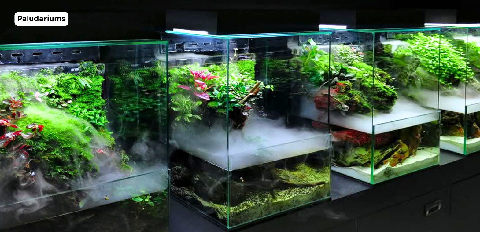 TiCi NatureLab custom paludariums featuring tropical plants, freshwater aquariums, natural hardscapes, automated misting systems, and enclosed rainforest-inspired living ecosystems.