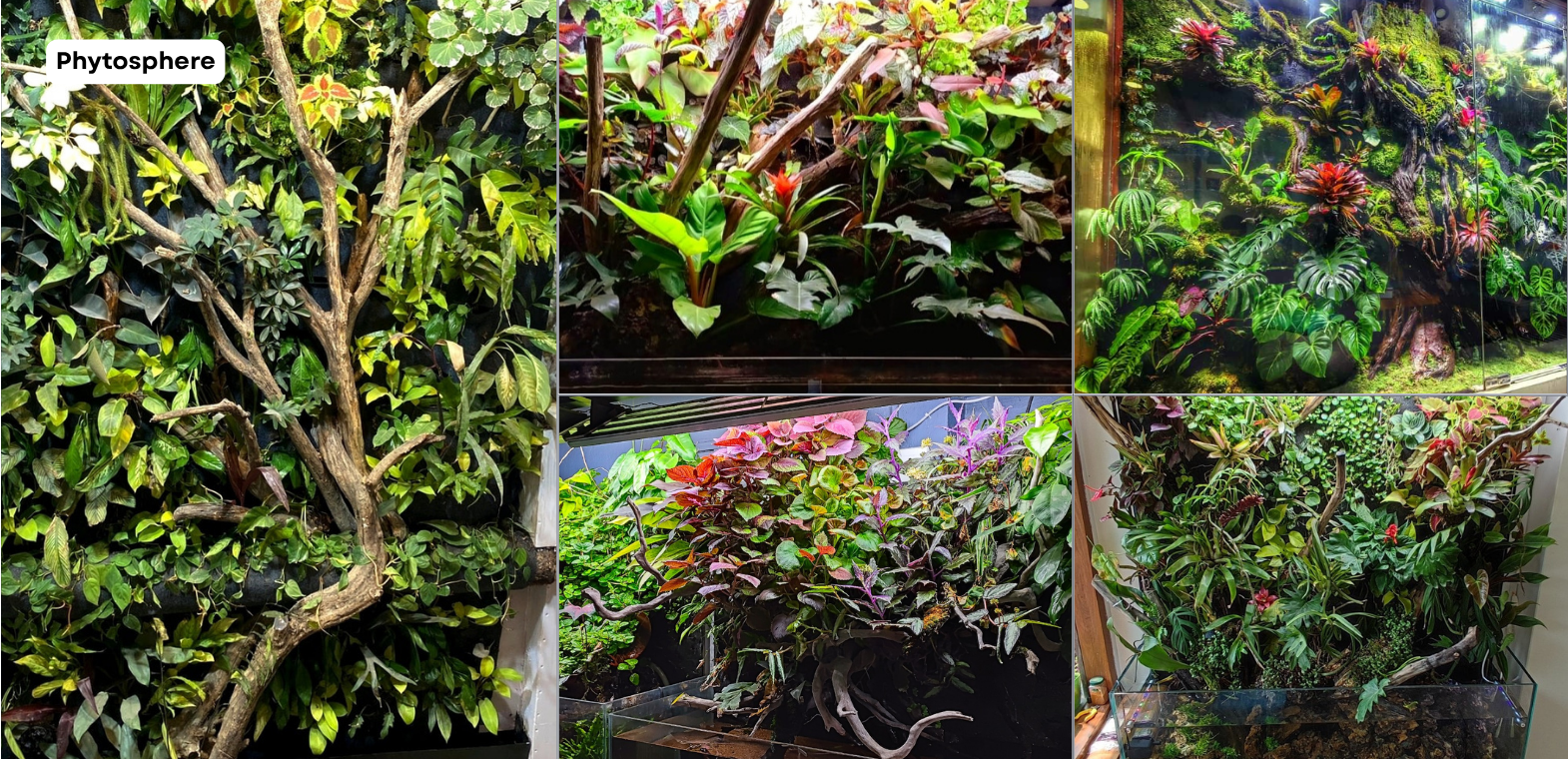 TiCi NatureLab Phytospheres featuring hydroponic tropical plants, integrated freshwater aquariums, automated misting systems, and custom nature-inspired living ecosystems.