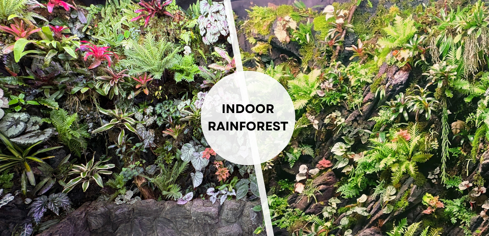 TiCi NatureLab indoor rainforest built with hydroponics, featuring exotic Begonias, orchids, bromeliads, tropical plants, automated misting systems, and lush nature-inspired interior landscaping.