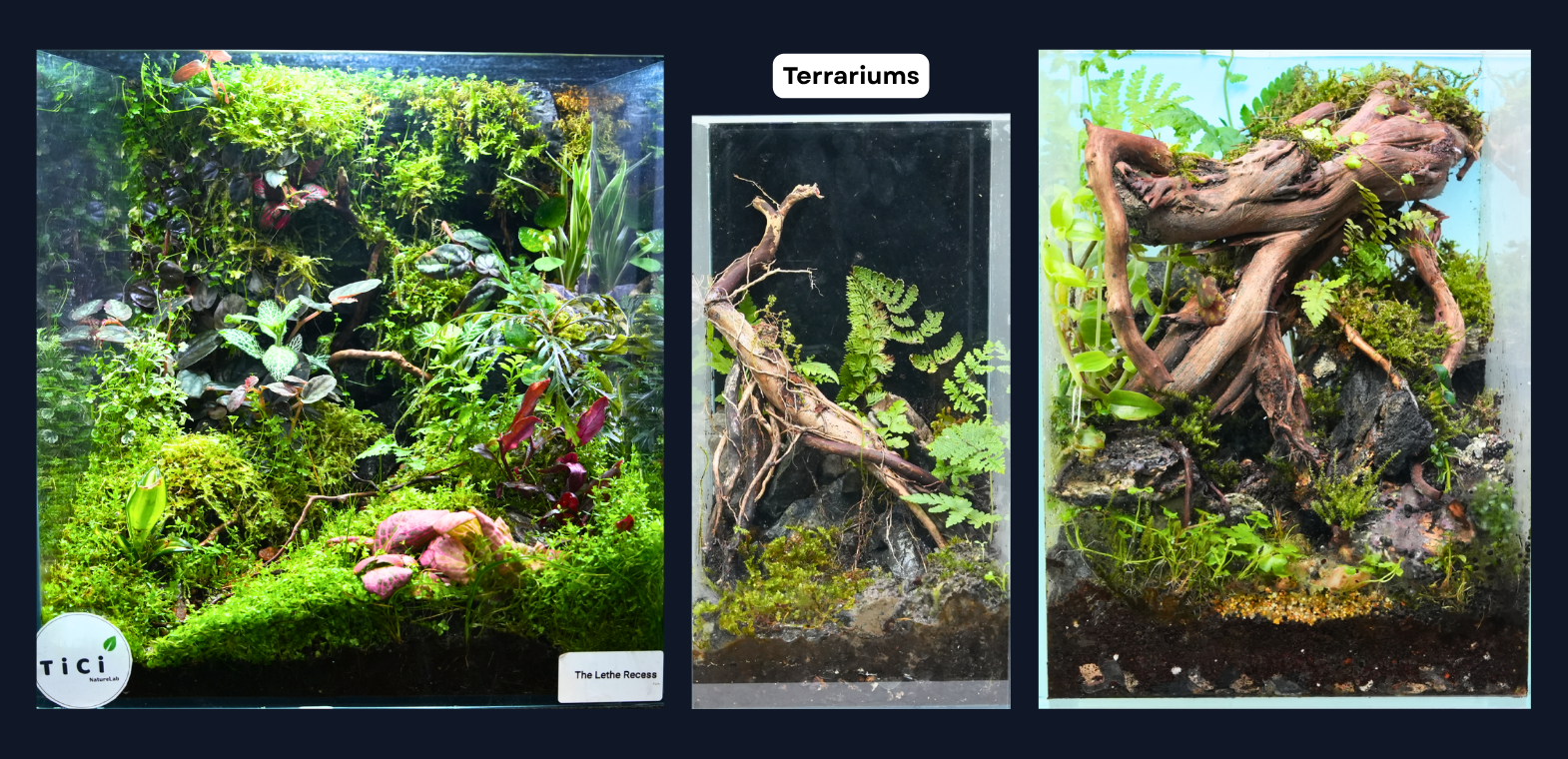 TiCi NatureLab custom terrariums featuring diverse terrestrial plants, natural mosses, handcrafted hardscapes, and elegant glass ecosystems for homes, offices, and interior décor.