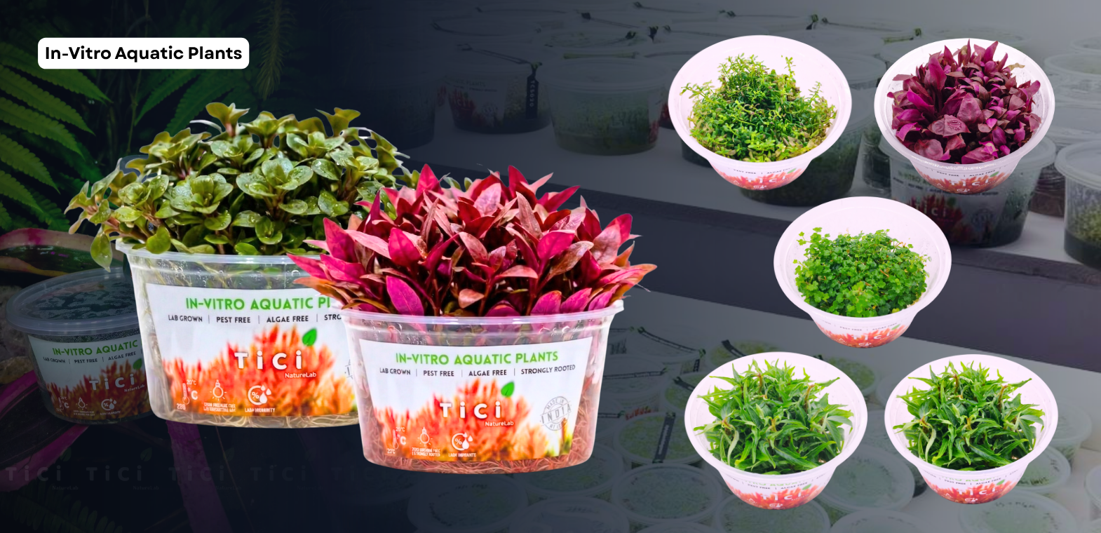 TiCi NatureLab in vitro aquatic plants produced through tissue culture, offering disease-free, algae-free, pest-free freshwater aquarium plants for aquascaping and planted aquariums.