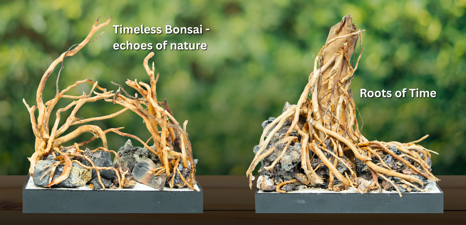 Handcrafted aquarium hardscape designs titled "Timeless Bonsai – Echoes of Nature" and "Roots of Time," featuring intricate driftwood roots, natural stones, and artistic compositions for freshwater aquascaping and planted aquariums.