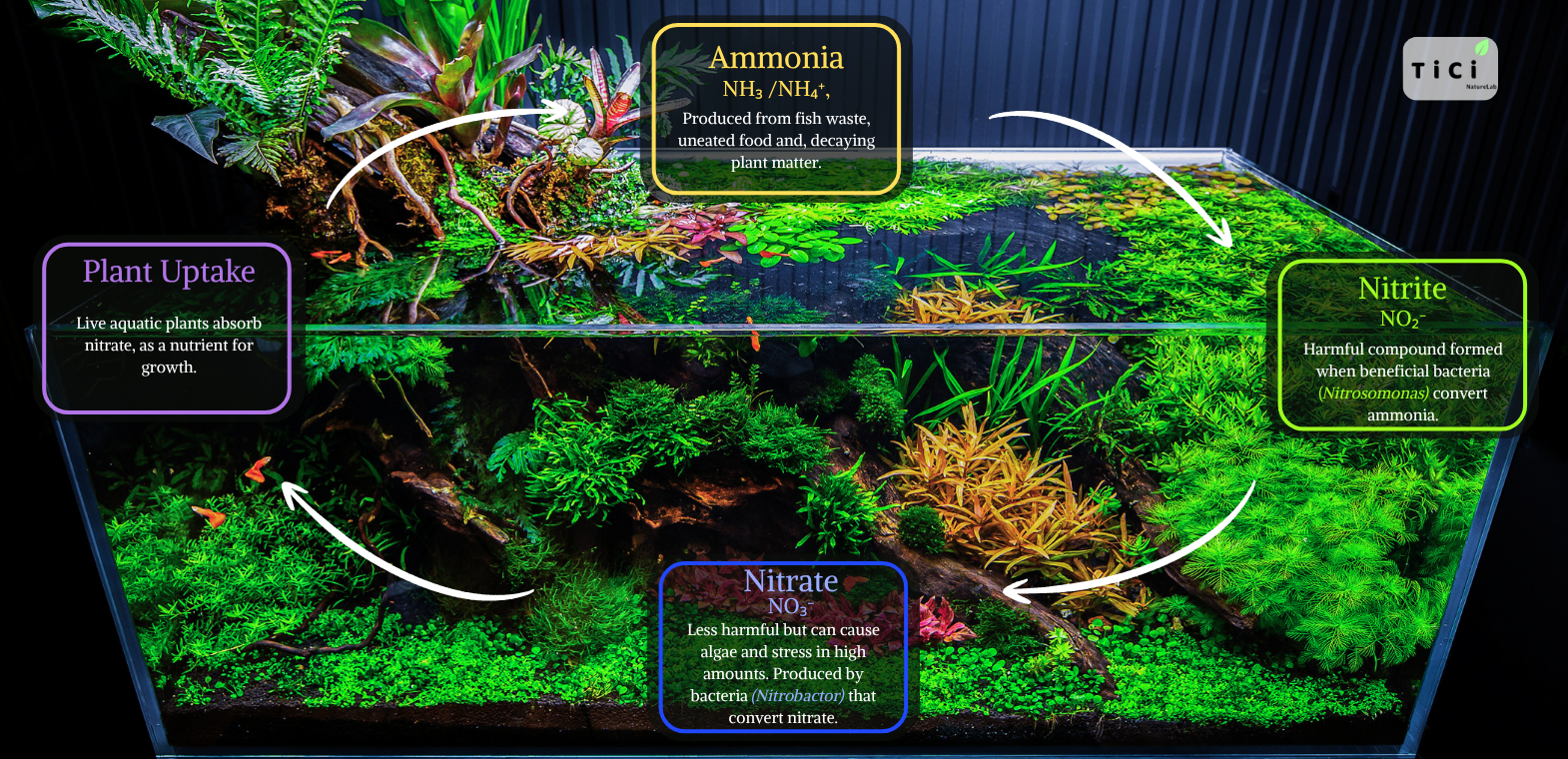 Nitrogen cycle infographic in a freshwater planted aquarium illustrating the conversion of ammonia (NH₃/NH₄⁺) to nitrite (NO₂⁻) and nitrate (NO₃⁻), with live aquatic plants absorbing nitrate to maintain a healthy aquarium ecosystem.